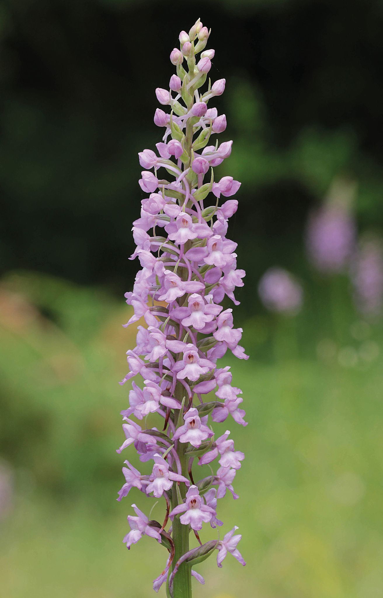Die Mücken-Händelwurz Ist Zur Orchidee Des Jahres 2024 Ernannt Worden.