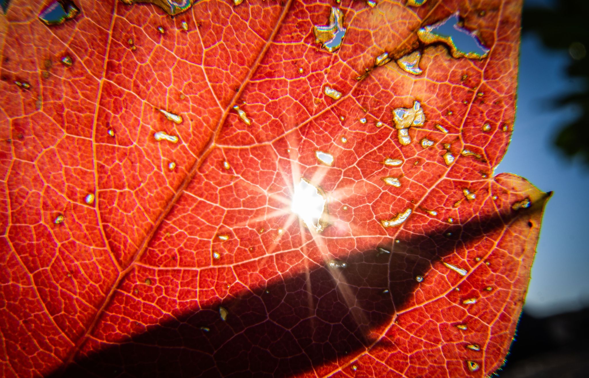 Die Sonne Strahlt Durch Ein Herbstlich Verfärbtes Blatt.