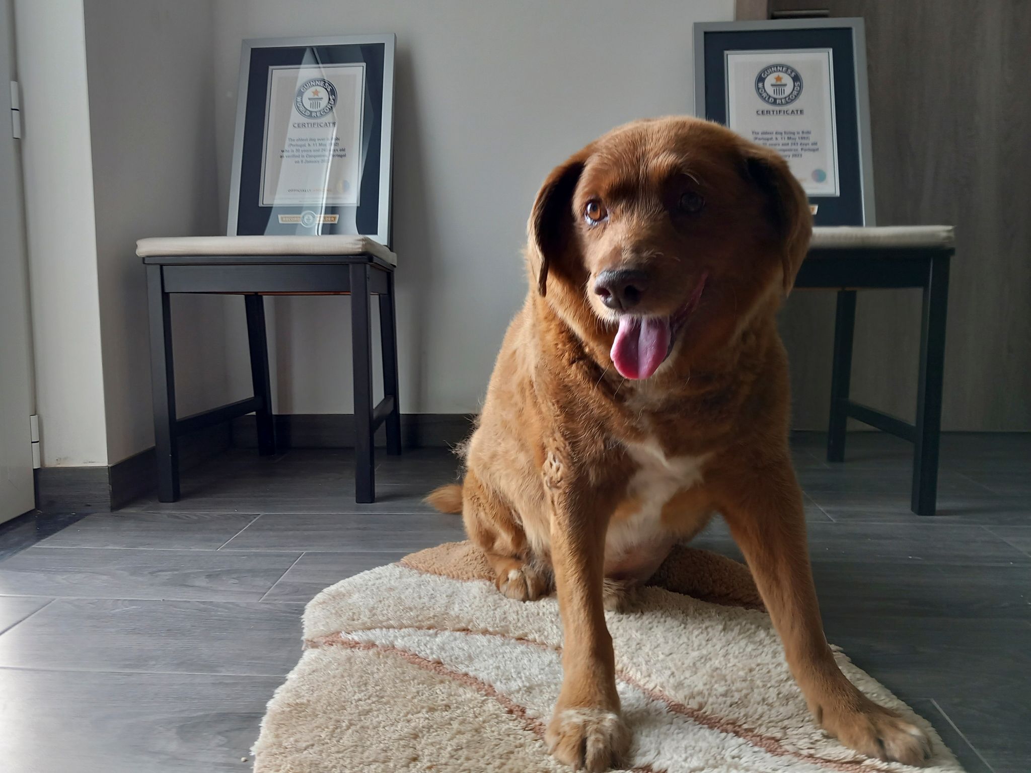 «Ältester Hund Aller Zeiten» Mit 31 Jahren Gestorben