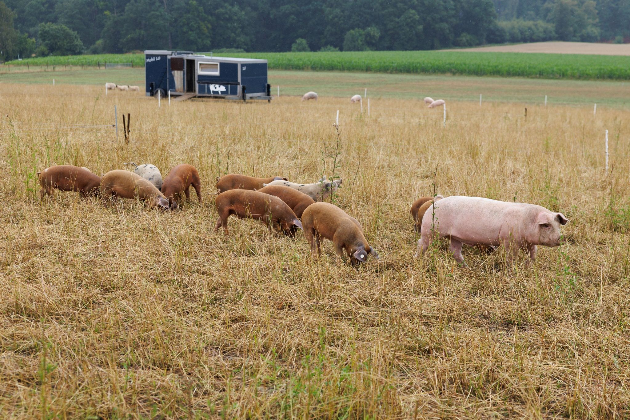 Schweine Stehen Auf Einem Feld Vom Schlehbaumhof In Osnabrück Vor Einem Schweinemobil.