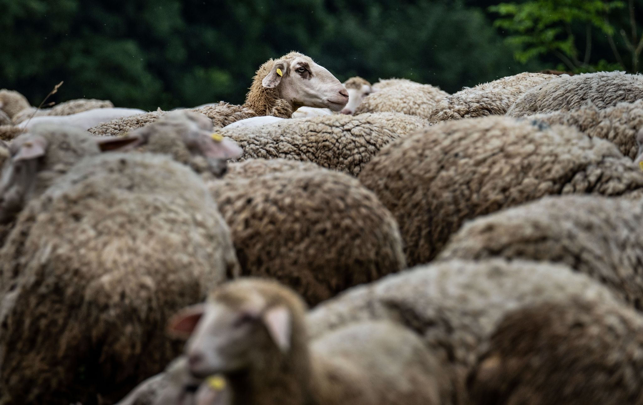 Ein Schaf Schaut Aus Einer Herde Heraus.