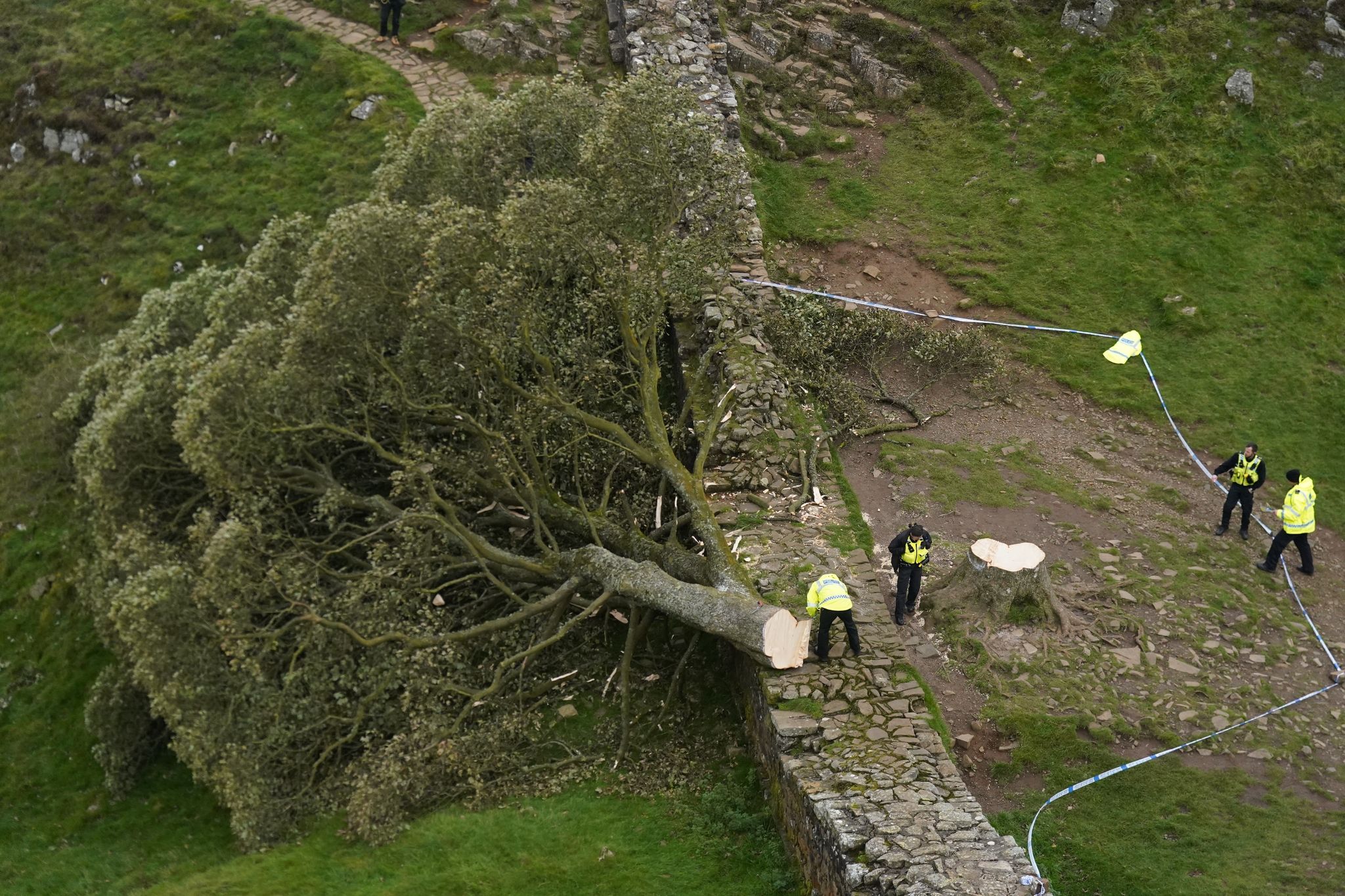 Regisseur: Abholzung Von «Robin-Hood-Baum» War Mord