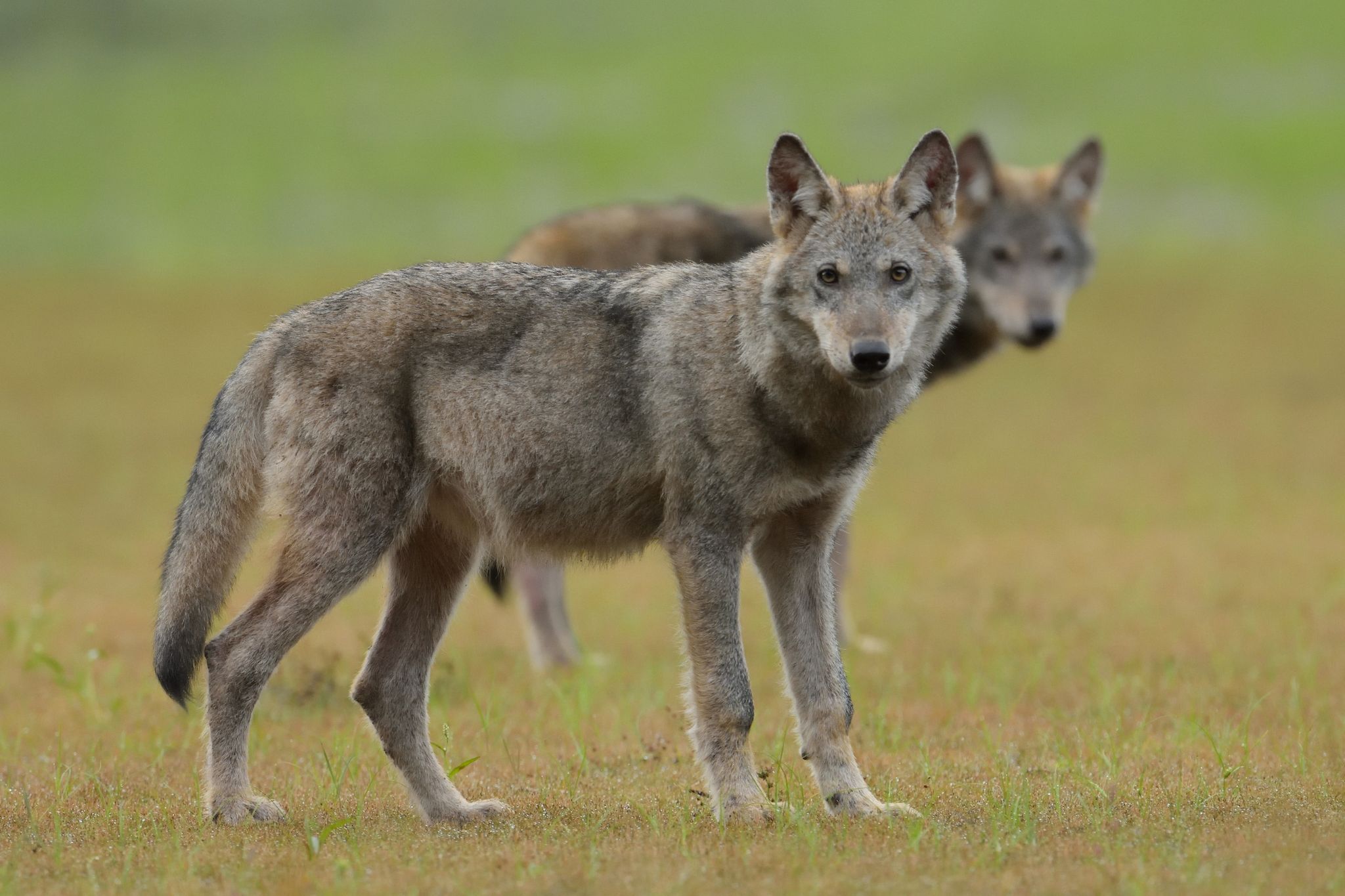 Zwei Wolfswelpen Stehen Auf Einem Feld.