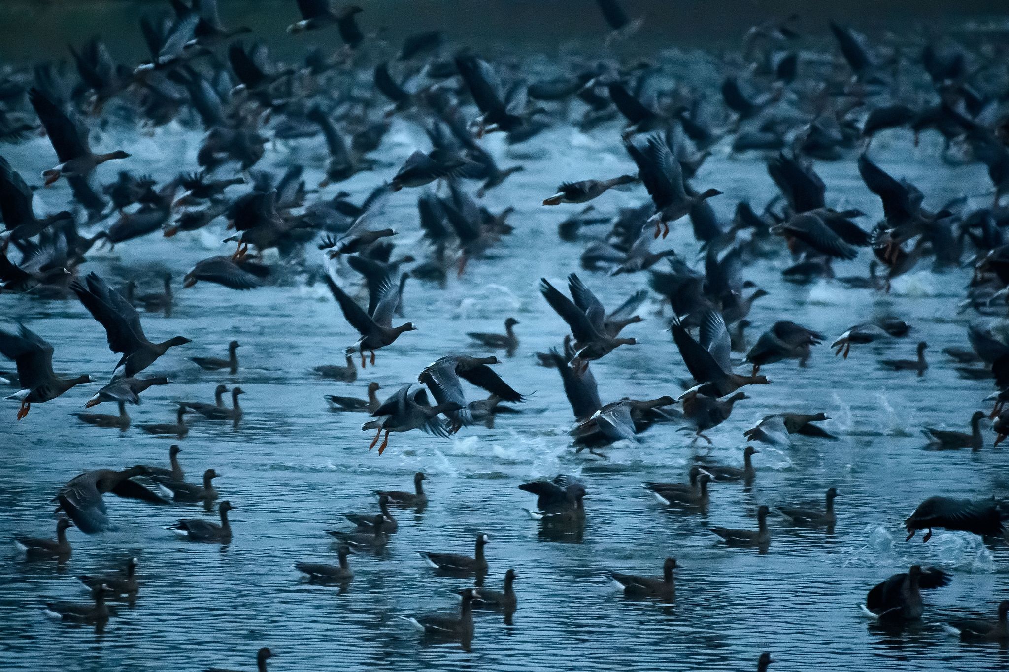 Vogelzug Im Biosphärenreservat Drömling In Vollem Gange