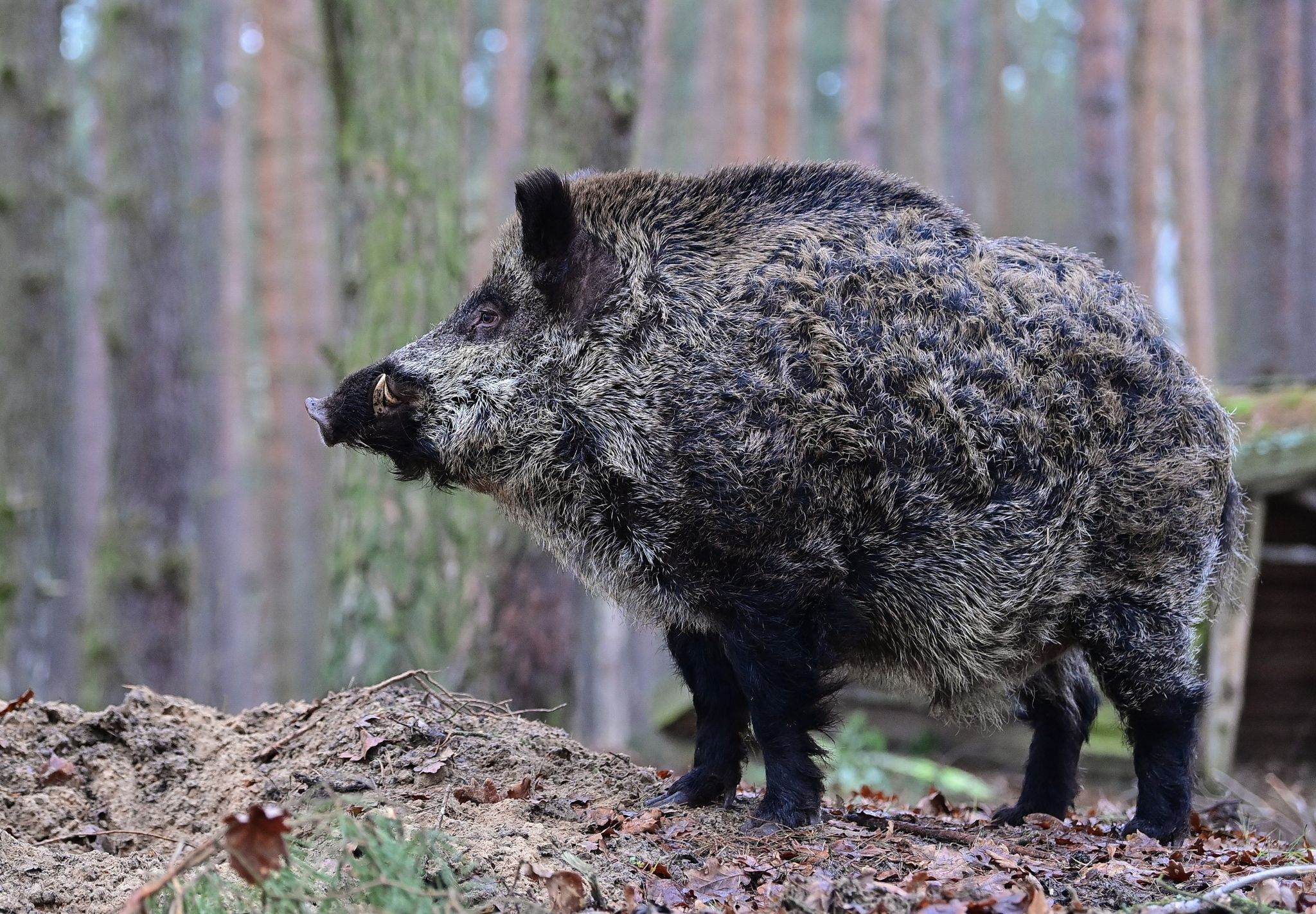 Ein Keiler Steht In Einem Wald.