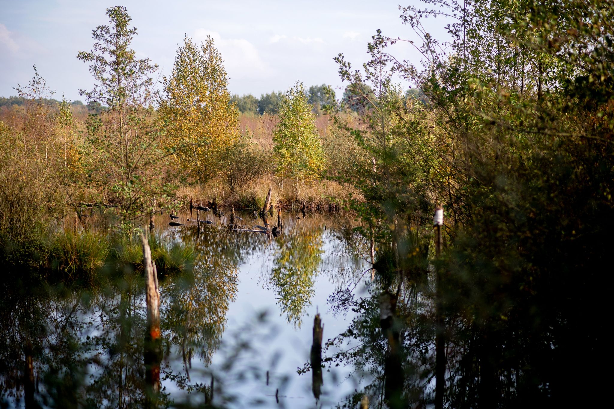 Bäume Mit Herbstlich Verfärbten Blättern Stehen In Der Diepholzer Moorniederung Nahe Der Ortschaft Heimstatt Im Landkreis Diepholz.