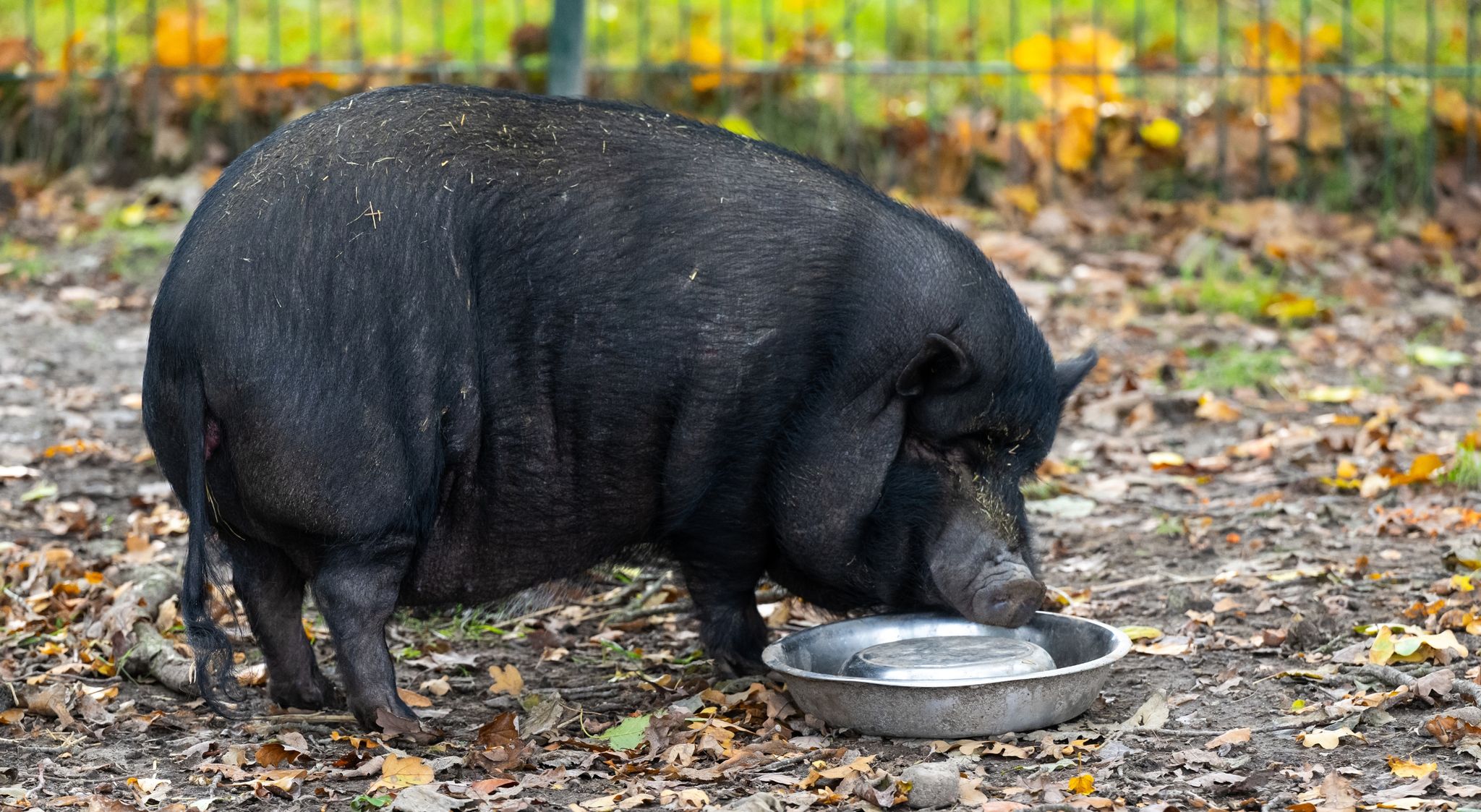 Minischweine Als Haustiere: Experten Warnen Vor Trend