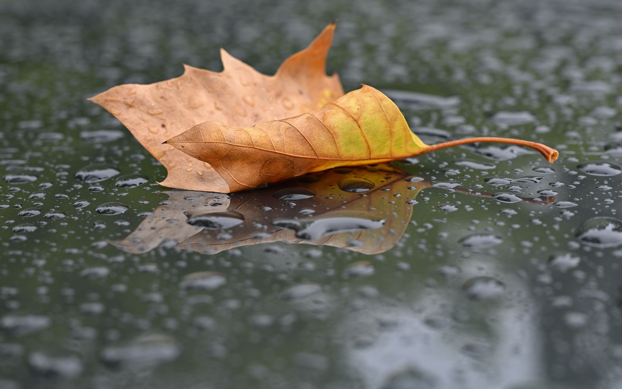 Ein Herbstlich Gefärbtes Blatt Liegt Bei Regen Auf Einem Autodach.