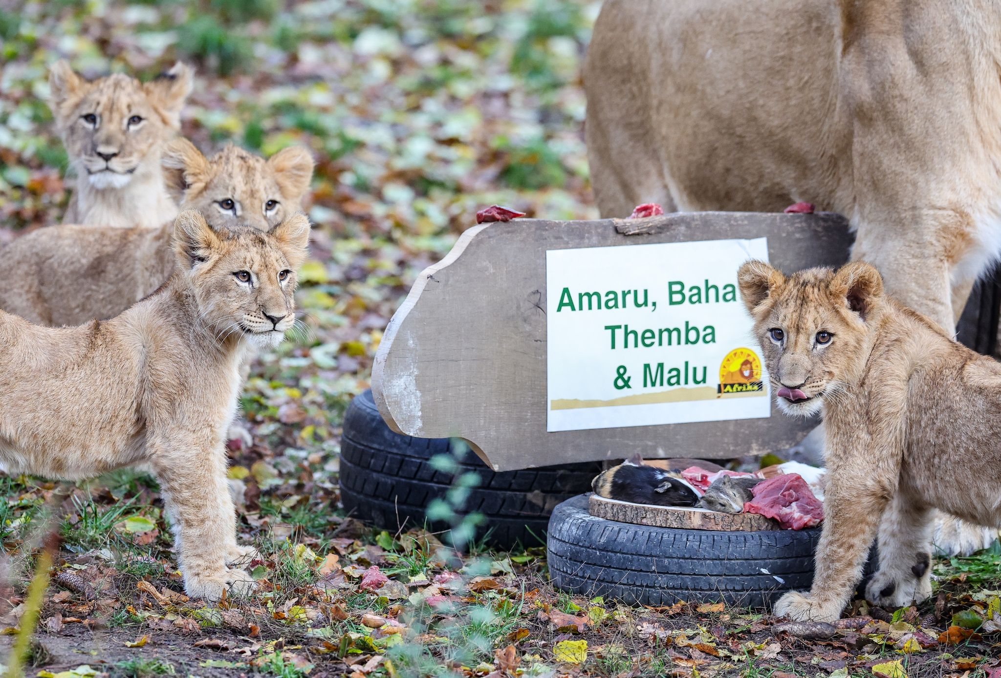 Die Löwenjungen Mit Ihrer Mutter Kigali  In Der Löwensavanne Im Leipziger Zoo.