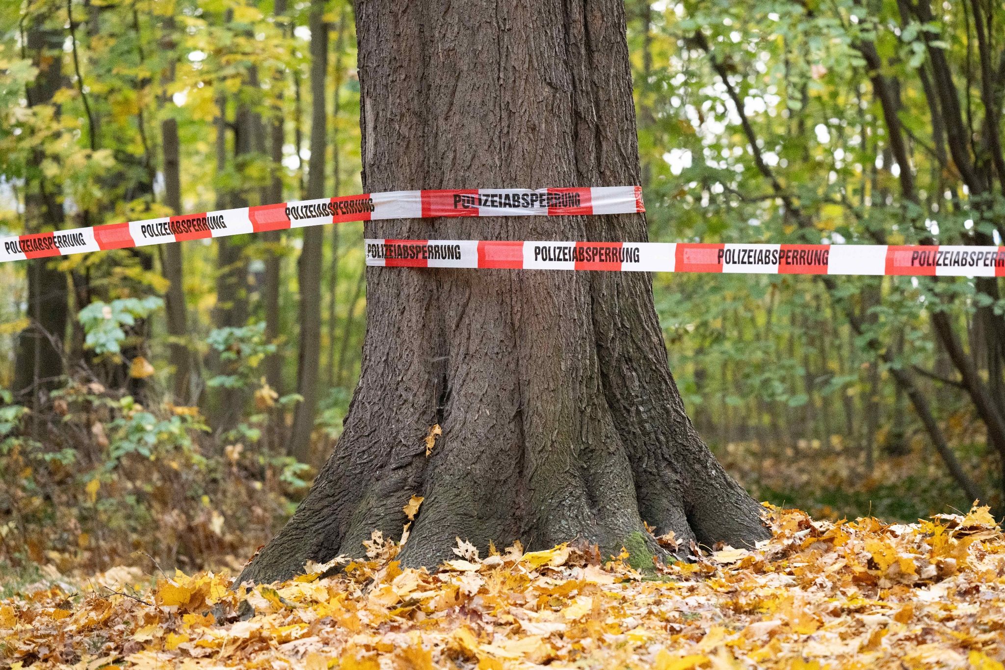 Absperrband Der Polizei: Rund 180 Beamte Der Bereitschaftspolizei Durchkämmten Den Wald.