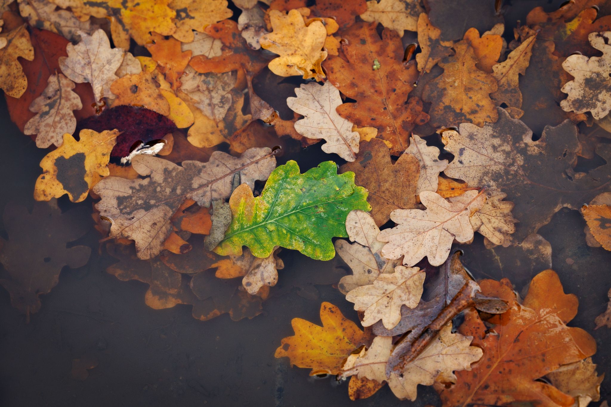 Herbstlaub, Darunter Ein Gelb-grünes Eichenblatt, Liegt In Einer Regenpfütze.